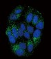 PYY Antibody (C-term)